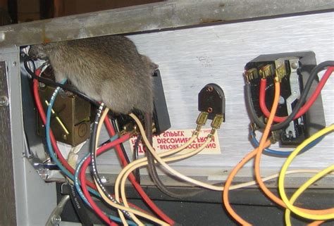 animals damaging electrical box|rodents chewing on electrical panels.